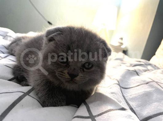 Scottish Fold (Ayıcık Kulaklı) Yavrular görsel