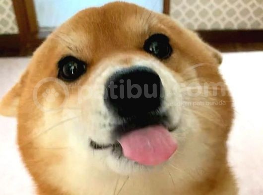 Dost Canlısı Safkan Shiba Inu Yavrular görsel
