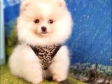 Safkan Pomeranian Boo Yavrularımız
