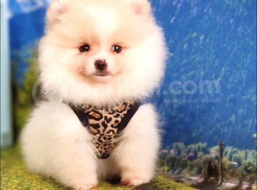 Safkan Pomeranian Boo Yavrularımız görsel