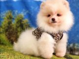 Safkan Pomeranian Boo Yavrularımız