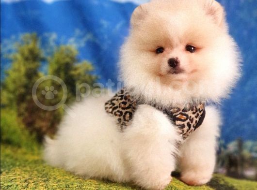Safkan Pomeranian Boo Yavrularımız görsel