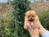 Pomerani̇an Boo Orange Di̇şi̇ Erkek Mevcut