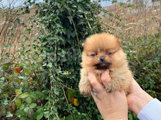 Pomerani̇an Boo Orange Di̇şi̇ Erkek Mevcut