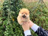 Pomerani̇an Boo Orange Di̇şi̇ Erkek Mevcut