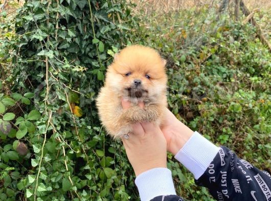 Pomerani̇an Boo Orange Di̇şi̇ Erkek Mevcut görsel