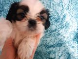 Shi̇h Tzu Di̇şi̇ Erkek Bebekler Üst Kali̇te
