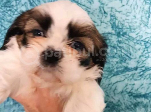 Shi̇h Tzu Di̇şi̇ Erkek Bebekler Üst Kali̇te görsel