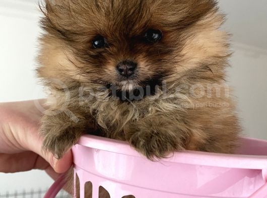 Pomerani̇an Boo Orange Di̇şi̇ Erkek Mevcut görsel