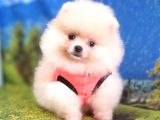Safkan Pomeranian Boo Yavrularımız