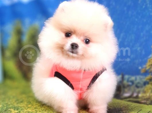Safkan Pomeranian Boo Yavrularımız görsel