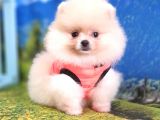 Safkan Pomeranian Boo Yavrularımız