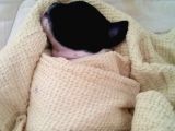 French Buldog Yavruları Sağlıklı