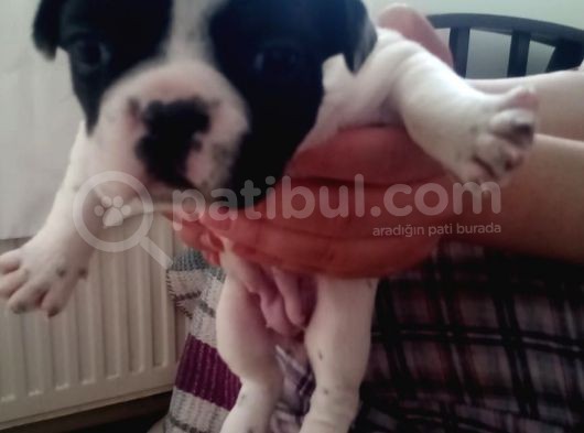 French Buldog Yavruları Sağlıklı görsel