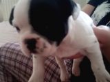 French Buldog Yavruları Sağlıklı