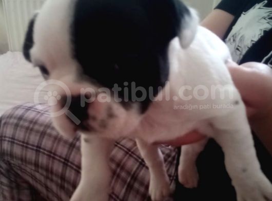 French Buldog Yavruları Sağlıklı görsel