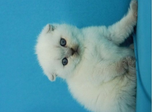 Eşsiz Güzellikte Blue Point Scottish Fold