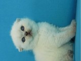 Eşsiz Güzellikte Blue Point Scottish Fold