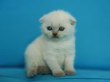 Eşsiz Güzellikte Blue Point Scottish Fold