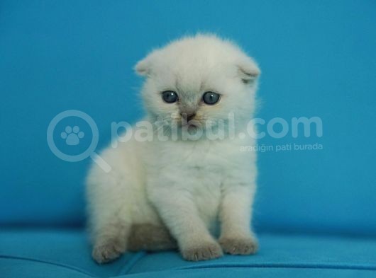 Eşsiz Güzellikte Blue Point Scottish Fold görsel