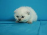 Eşsiz Güzellikte Blue Point Scottish Fold