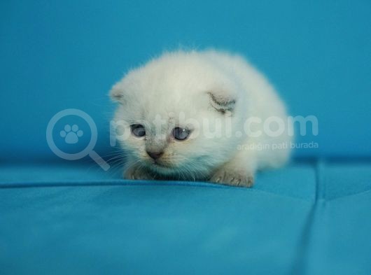 Eşsiz Güzellikte Blue Point Scottish Fold görsel