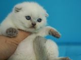 Eşsiz Güzellikte Blue Point Scottish Fold