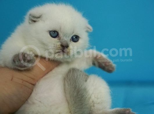 Eşsiz Güzellikte Blue Point Scottish Fold görsel