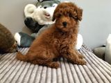 Irk ve Sağlık Garantili Red Toy Poodle Yavrulari