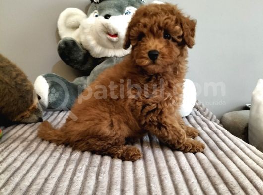 Irk Ve Sağlık Garantili Red Toy Poodle Yavrulari
