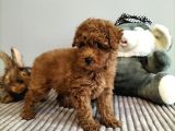 Irk Ve Sağlık Garantili Red Toy Poodle Yavrulari