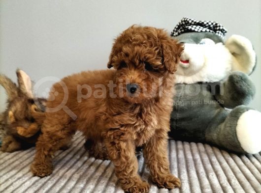 Irk Ve Sağlık Garantili Red Toy Poodle Yavrulari görsel