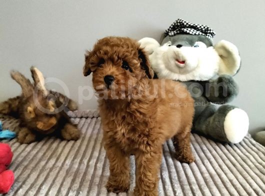 Irk Ve Sağlık Garantili Red Toy Poodle Yavrulari görsel
