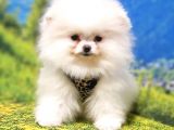 Teddy Bear Safkan Pomeranian Boo Yavrularımız