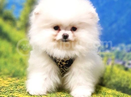 Teddy Bear Safkan Pomeranian Boo Yavrularımız görsel