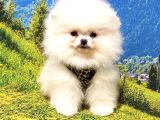 Teddy Bear Safkan Pomeranian Boo Yavrularımız