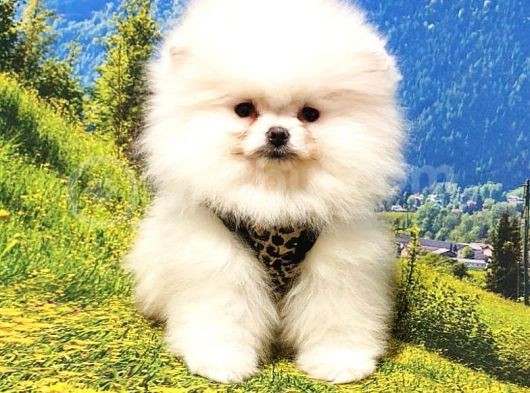 Teddy Bear Safkan Pomeranian Boo Yavrularımız görsel