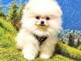 Teddy Bear Safkan Pomeranian Boo Yavrularımız