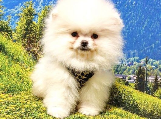 Teddy Bear Safkan Pomeranian Boo Yavrularımız görsel