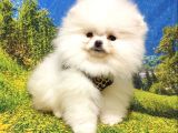 Teddy Bear Safkan Pomeranian Boo Yavrularımız