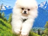 Teddy Bear Safkan Pomeranian Boo Yavrularımız
