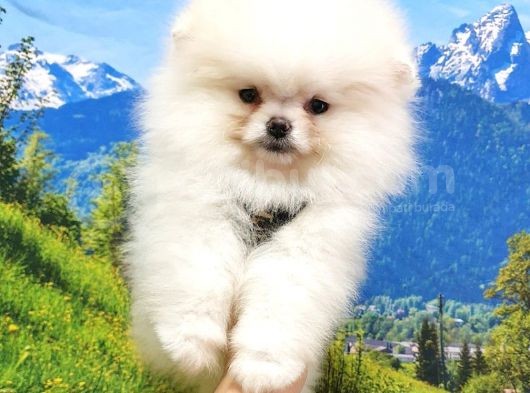 Teddy Bear Safkan Pomeranian Boo Yavrularımız görsel
