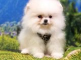 Teddy Bear Safkan Pomeranian Boo Yavrularımız