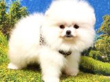 Teddy Bear Safkan Pomeranian Boo Yavrularımız
