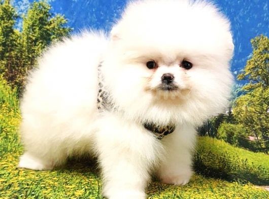 Teddy Bear Safkan Pomeranian Boo Yavrularımız görsel