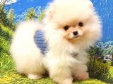 Orjinal Pomeranian Boo Yavrularımız
