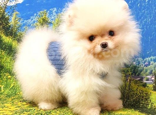 Orjinal Pomeranian Boo Yavrularımız görsel