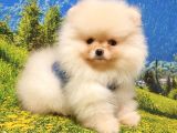 Orjinal Pomeranian Boo Yavrularımız
