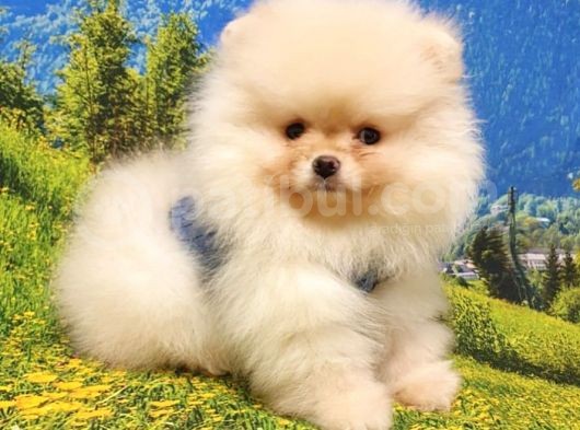 Orjinal Pomeranian Boo Yavrularımız