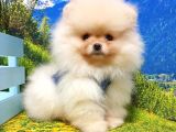 Orjinal Pomeranian Boo Yavrularımız